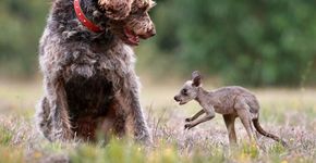 Fotos mostram animais ‘adotados’ por outras espécies