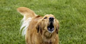Cachorro latindo muito: o que pode ser? 