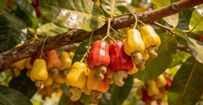 O pé de fruta que deixa o quintal com uma sombra deliciosa e um perfume que invade a casa