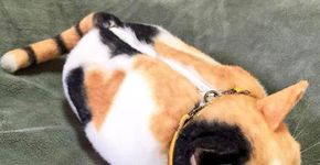 Cat Bags: conheça algumas bolsas em forma realista de gatos