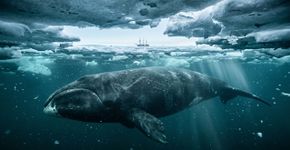 Uma baleia franca que vive hoje pode ter nascido antes da Guerra Civil Americana. Cientistas estimam que a espécie pode viver mais de 200 anos, enquanto fragmentos de arpões do século 19 encontrados embutidos em baleias capturadas fornecem evidências físicas extraordinárias de sua longevidade