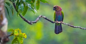 Foto: (João Paulo Krajewski/Cristalino Lodge)