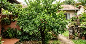 Agrônomos explicam o detalhe que pode influenciar a produção do pé de acerola