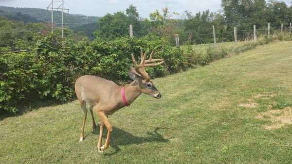 A família afirma que o animal é inofensivo (Reprodução/Jodi Proger)