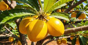 A fruta amarela que parece um sino e tem o mel mais doce da natureza