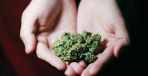 Composto da maconha pode ser solução para um dos maiores problemas na medicina