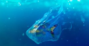 Foto: (piranka/istock)