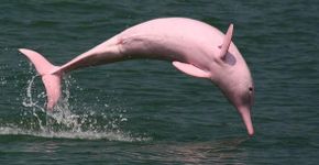 Golfinho cor-de-rosa é avistado nas águas dos Estados Unidos