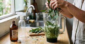 Liquidifique folhas de eucalipto com água oxigenada: uma mistura poderosa com ótima função para desinfecção de ambientes e eliminação de fungos