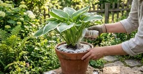 Uma maneira infalível de lidar com caracóis e carrapatos no jardim. Um método seguro e natural que está fazendo sucesso