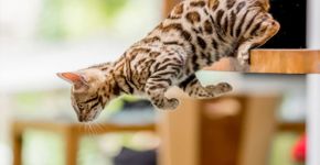 10 nomes para gatos com muita energia 