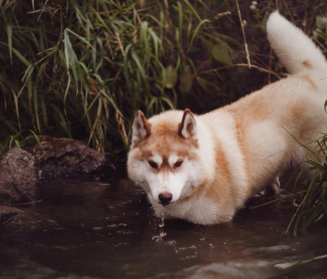 Fotógrafa registra cães da raça husky siberiano
