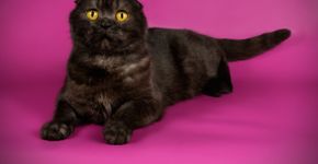 Gato preto: 7 raças que se destacam pela pelagem escura 