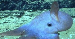 Vídeo inédito mostra nascimento de um polvo dumbo