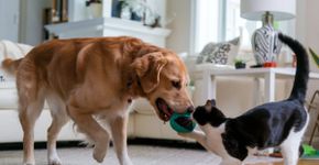 6 dicas para introduzir um cachorro em uma casa com gato
