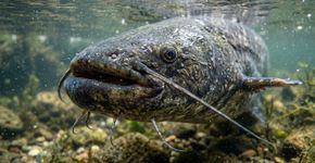 Pescadora fisga peixe-gato-gigante de 2,34 metros e cerca de 90 kg no rio Vístula durante viagem de aniversário e devolve o animal à água