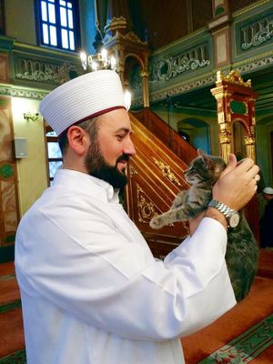 Mesquita abre suas portas para gatos de rua ficarem aquecidos