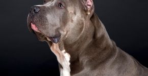 Criação de pitbulls é proibida por lei aprovada recentemente