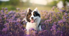 Veja como cuidar da saúde e do bem-estar dos pets na primavera