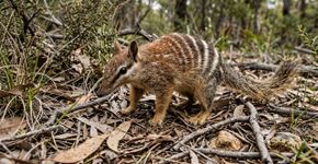 Em 2016, Nova Gales do Sul cercou 3 reservas contra gatos ferais e raposas; 10 anos depois, 13 espécies extintas localmente voltaram, algumas após mais de 100 anos, e já estão se reproduzindo