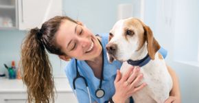 Veja as causas e os sintomas da hipertrigliceridemia em animais