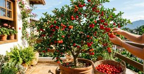 4 dicas para famílias que cultivam pés de acerola no jardim