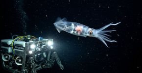 Exploradores submergiram nas profundezas marinhas e registraram uma das lulas mais raras do oceano pela primeira vez, transformando um mito das profundezas em evidência concreta