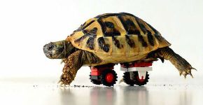 Veterinário usa Lego para fazer ‘cadeira de rodas’ para tartaruga