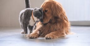 Foto: (iStock/chendongshan)
