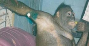 Foto: (Borneo Orangutan Survival Foundation)