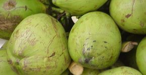 Seis alimentos que ajudam a evitar doenças crônicas