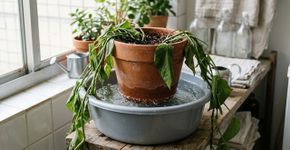 Como recuperar plantas com folhas murchas: não descarte, conheça este truque simples para devolver a aparência saudável