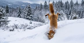 Uma raposa consegue encontrar uma presa escondida sob a neve usando uma força que nenhum de nós consegue enxergar