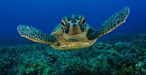 20 fotos para você sentir vontade de estar debaixo d’água