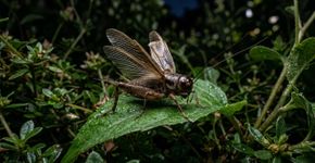 Caso você ouça grilos cantando na sua casa ou no jardim durante a noite, nós lhe contamos o que isso significa e por que é um bom sinal