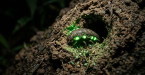 Depois das primeiras chuvas, pontos de luz esverdeada começam a brilhar nos cupinzeiros durante a noite: o parque de aproximadamente 133 mil hectares entre Goiás e Mato Grosso do Sul onde larvas de vaga-lumes produzem um fenômeno raro em meio ao Cerrado.