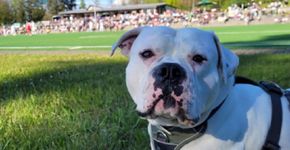 Hector, o cão fanático por futebol em um tour canino pelos estádios da Europa