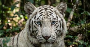 Tigre branco raríssimo de olhos azuis viaja cerca de 550 km e chega pela primeira vez a Uttarakhand
