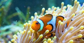 4 animais marinhos que são péssimos nadadores, alguns nem sequer sabem nadar