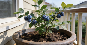 A planta compacta que produz frutinhas azul-escuras doces e quase não dá trabalho