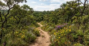 Uma trilha de 3,5 quilômetros atravessa diferentes paisagens do Cerrado até chegar a uma nascente: o jardim botânico brasileiro que ainda mantém percursos de até 12 quilômetros entre campos, matas de galeria e vegetação nativa