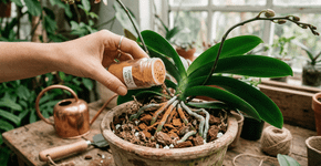 Poucos sabem: por que colocar canela em pó na base da orquídea