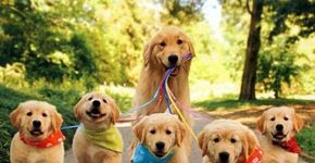 Adoráveis Retratos de Famílias Animais