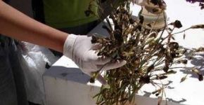 Newsgame sobre combate a dengue