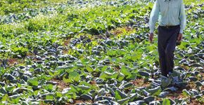 No Pará, dinheiro velho vira adubo