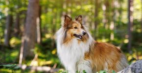4 características do cachorro da raça pastor de Shetland 