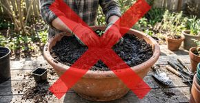 Trocar uma planta pequena diretamente para um vaso enorme pode manter o substrato úmido por tempo demais: especialistas britânicos recomendam avançar para recipientes apenas um pouco maiores para reduzir o risco de apodrecimento das raízes