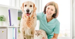 6 doenças crônicas comuns em cachorros e gatos 