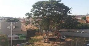 Após derrubar árvore centenária, empresa lança propaganda que destaca preservação ambiental