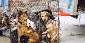 China deixa de classificar cachorros como animais para consumo